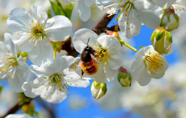 Macro, flowers, bee, branch, spring, insect, bumblebee, Apple