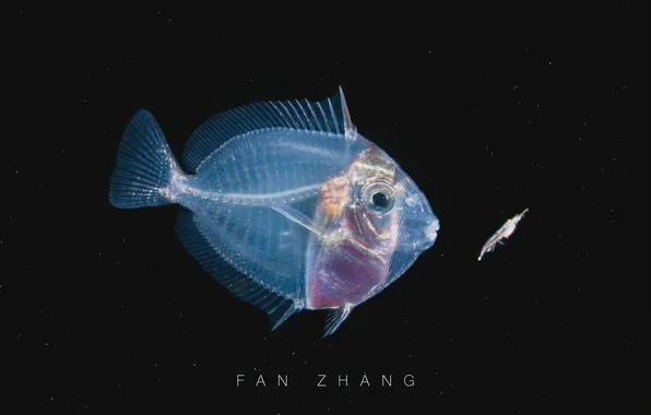 Fish, shrimp, plankton