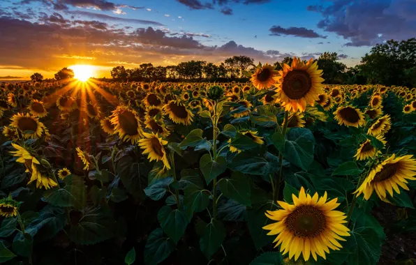Picture the sky, the sun, clouds, rays, sunflowers, sunset, flowers, clouds