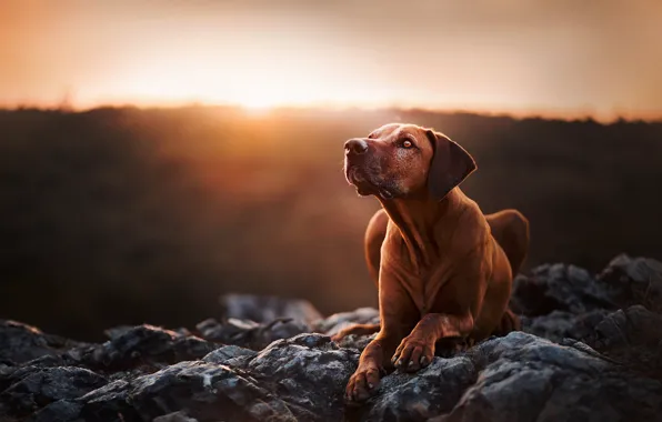 Sunset, stones, portrait, dog, Rhodesian Ridgeback
