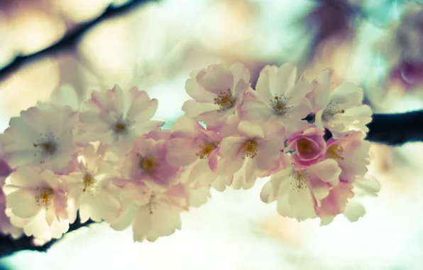 The sky, macro, flowers, tenderness, branch, spring, light, Sakura