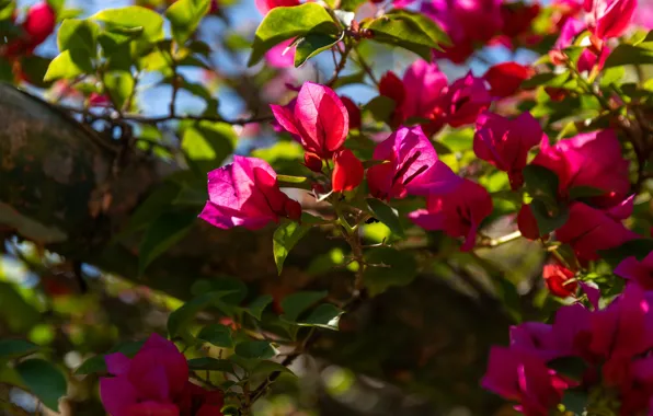 Leaves, light, flowers, branches, tree, bright, Bush, pink