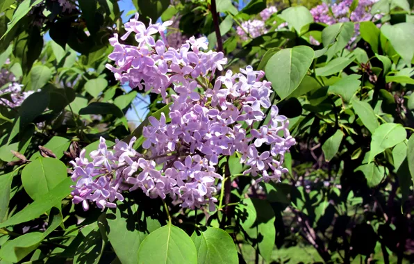 Spring, Lilac, spring, Lilac