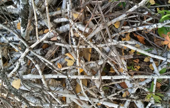 Branches, tree, birch, chaos, texture, natural