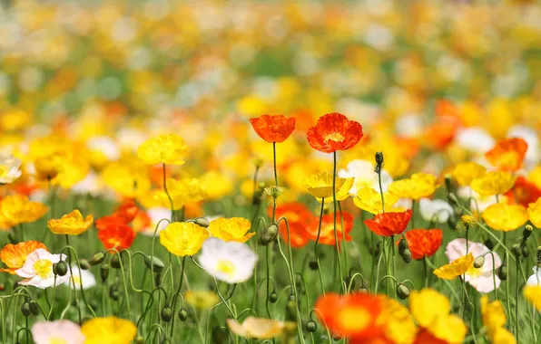 Picture field, Maki, petals, meadow