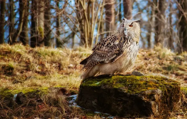 Picture owl, stone, mouse, mining, trophy