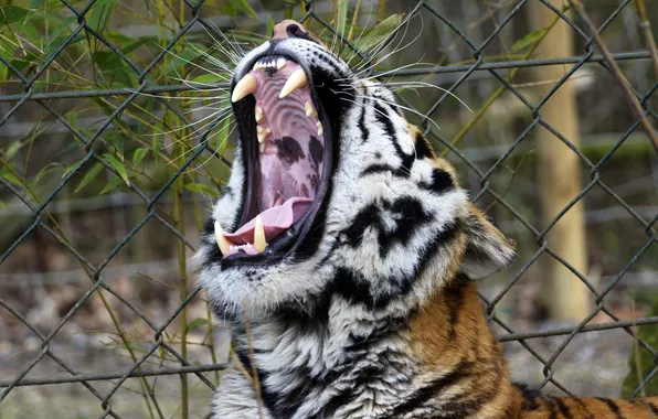 Picture cat, face, tiger, mouth, fangs, yawns, Amur
