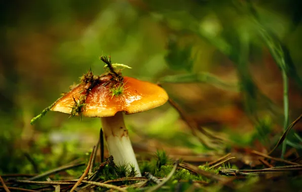 Picture grass, mushroom, moss, bokeh, greasers