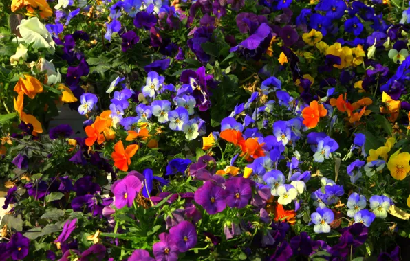 Picture leaves, carpet, garden, flowerbed, lepecki