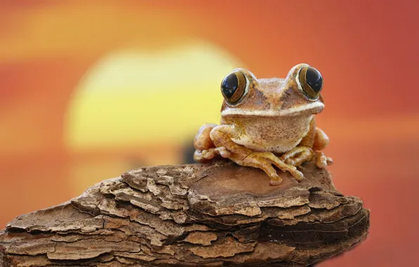 Sunset, frog, bark
