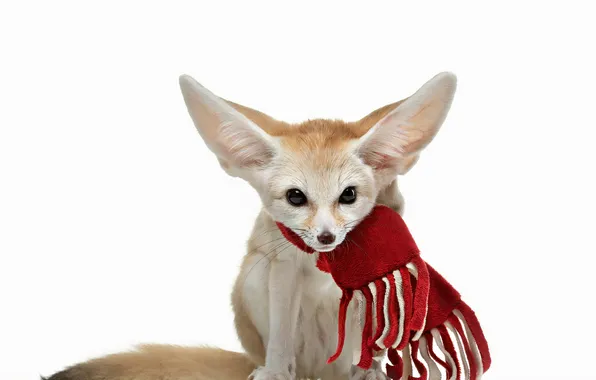 Look, scarf, Fox, white background, face, sitting, Fenech, Fenech