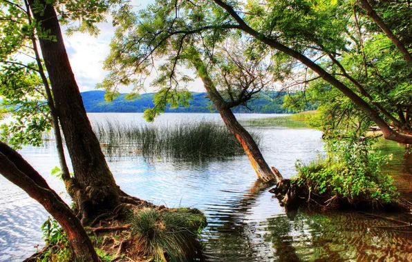 Picture forest, the sky, water, clouds, trees, landscape, mountains, nature