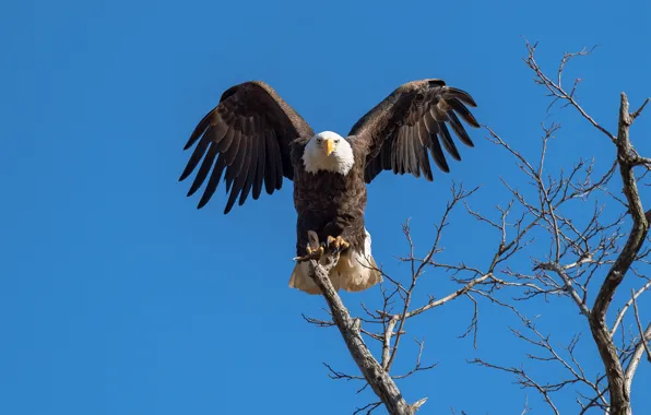 Branches, blue, tree, bird, wings, eagle, predatory, blue sky