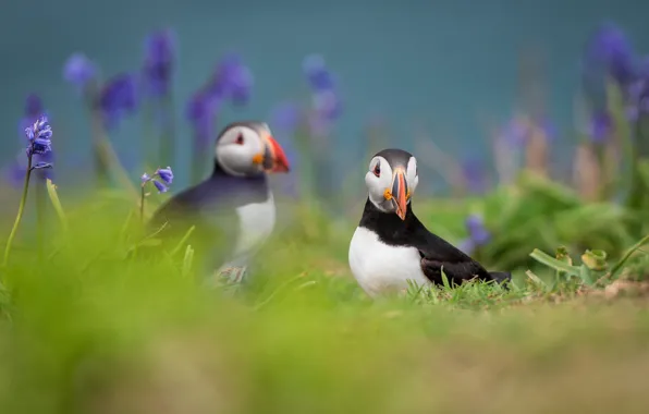 Greens, summer, grass, flowers, birds, background, two, pair
