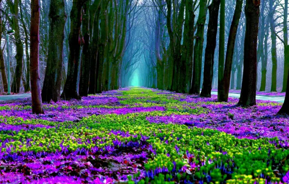 Picture forest, flowers, glade