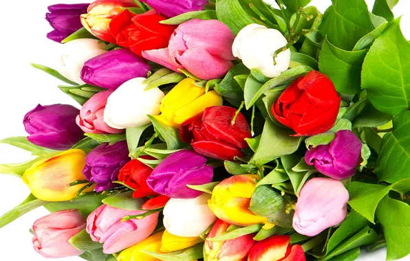 Flowers, bright, beauty, bouquet, petals, purple, tulips, red
