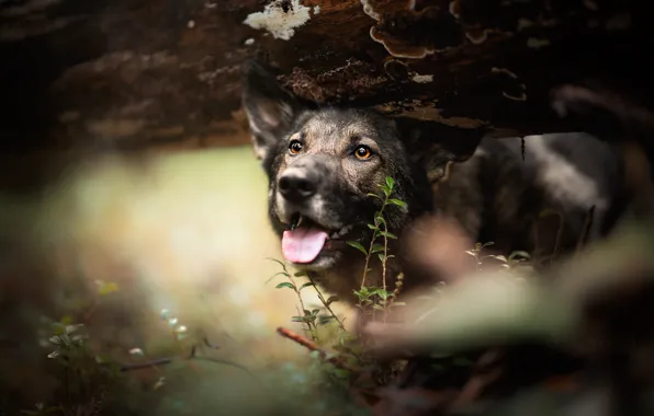 Forest, language, look, face, nature, portrait, dog, blur