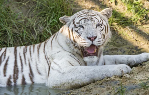 Cat, white tiger, ©Tambako The Jaguar