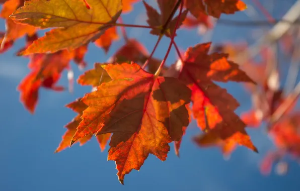 Autumn, the sky, leaves, macro, maple
