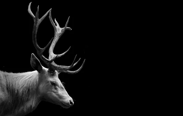 Picture background, deer, horns