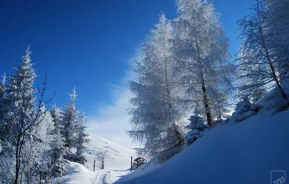 Winter, forest, snow, nature