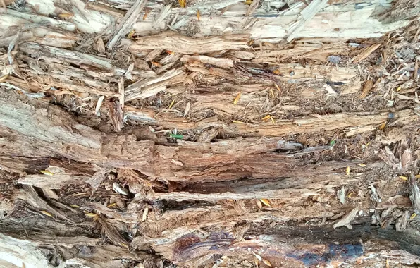 Wooden, texture, tree