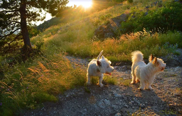 Dogs, The West highland white Terrier, Dogs