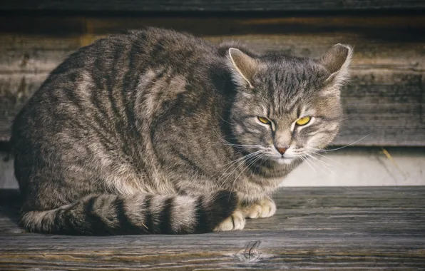 Cat, cat, look, face, grey, background, Board, sitting
