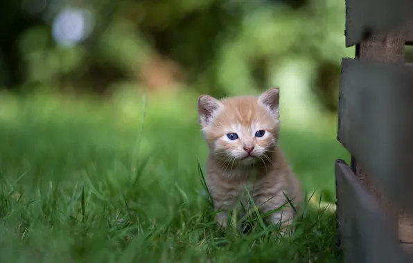 Picture grass, small, baby, red, kitty