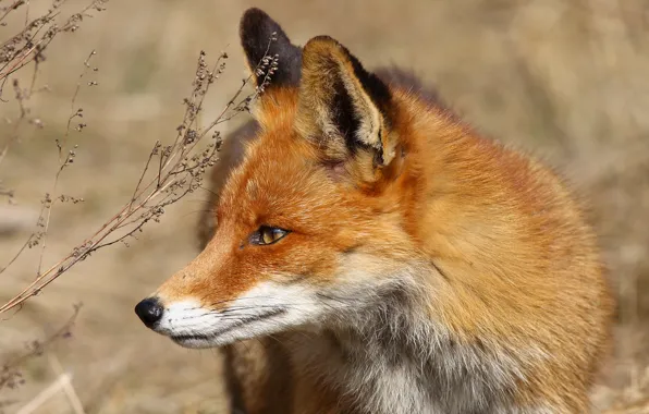 Grass, look, Fox