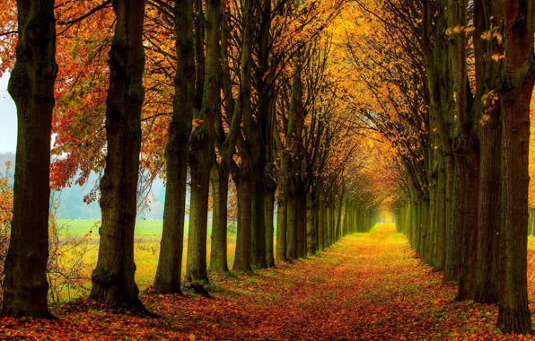 Picture road, field, autumn, forest, leaves, trees, nature, colors