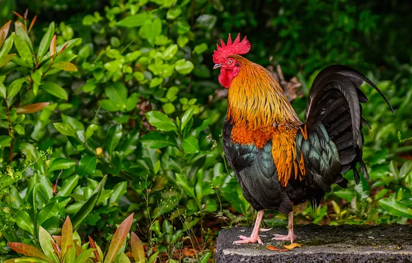 Greens, summer, bird, plants, garden, concrete, cock, bushes