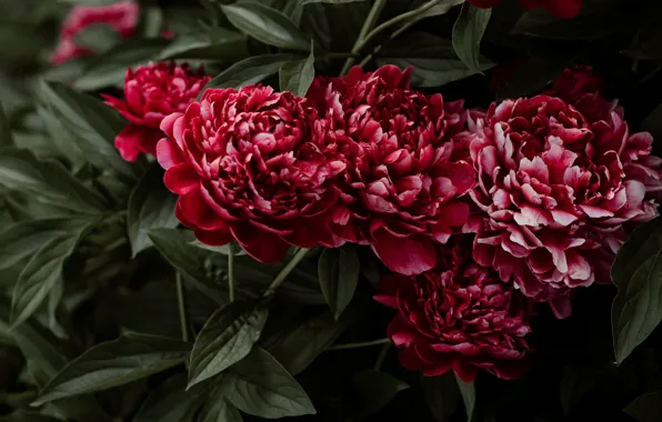 Flowers, red, the bushes, peonies