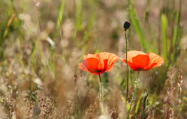 Spring, poppy, bloom