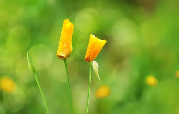 Drops, flowers, nature, bokeh