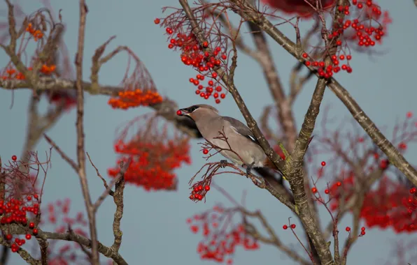 Autumn, branches, berries, tree, bird, fruit, red, Rowan