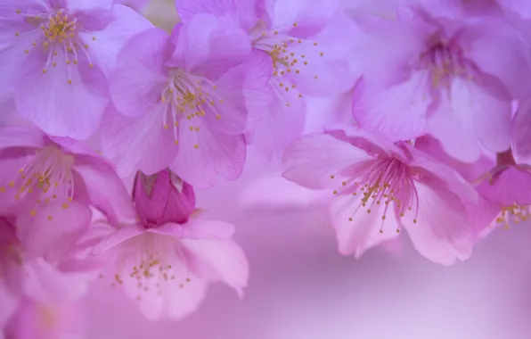 Macro, cherry, spring, petals, Sakura, flowering, flowers