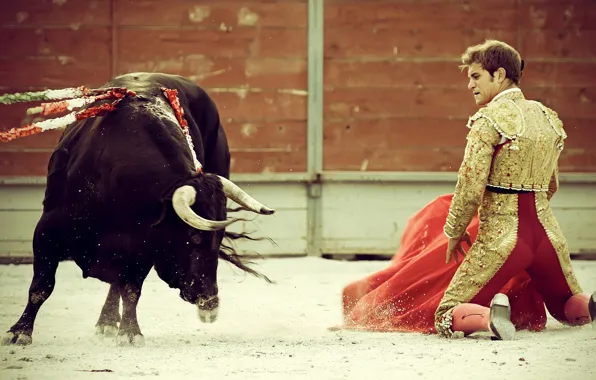 Picture Spain, bull, toreador