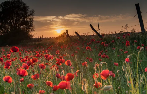 Field, sunset, nature, the fence, Maki