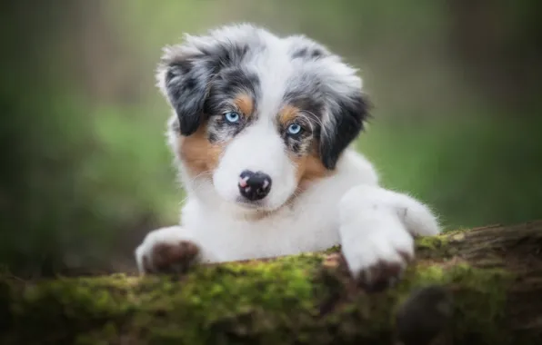 Look, background, dog, paws, puppy, log, blue eyes, face