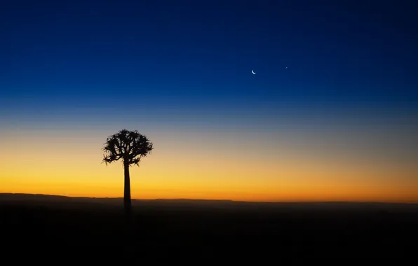 The sky, sunset, tree, star, the evening, silhouette