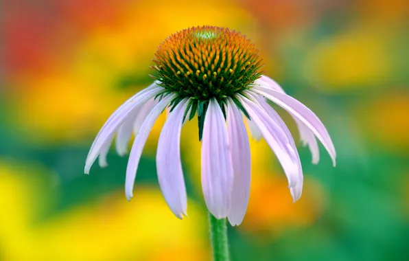 Flowers, petals, stem, Echinacea
