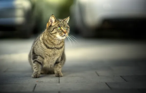 Cat, mustache, look, face, background