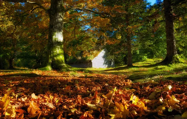 Autumn, leaves, nature