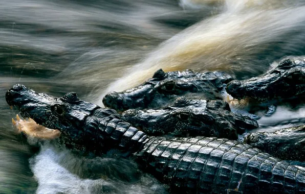 Picture water, nature, photo, crocodiles, National Geographic