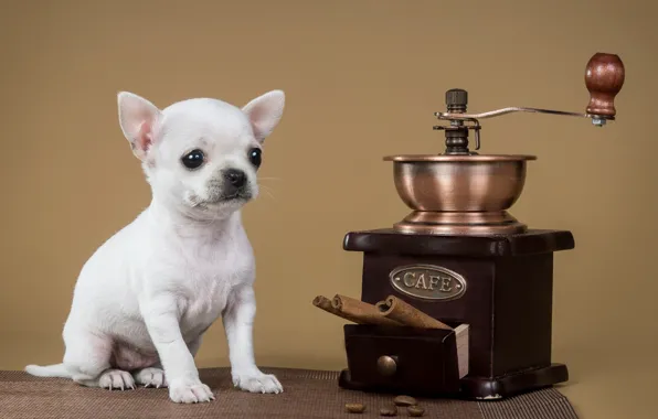 Puppy, cinnamon, Chihuahua, coffee grinder