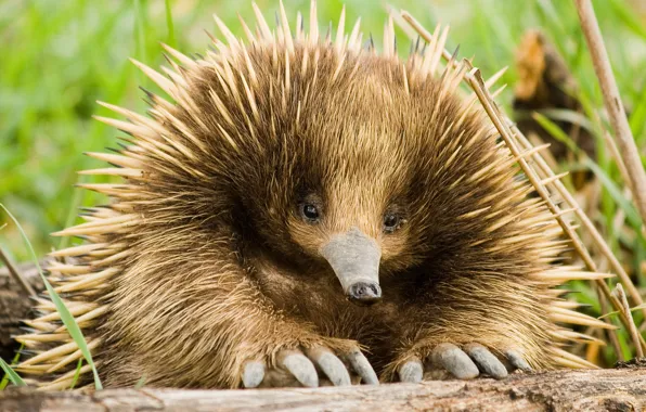 Look, barb, echidna
