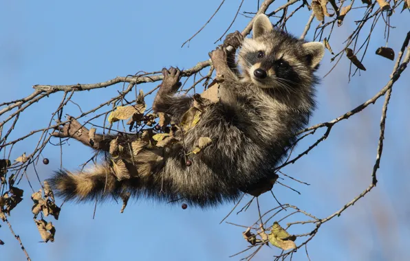 Picture branches, raccoon, cub, on the tree