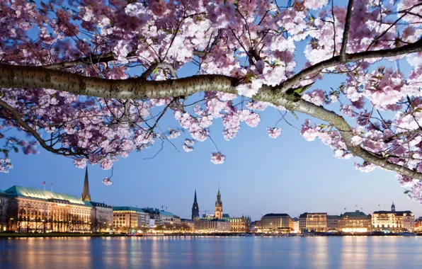 Picture river, tree, shore, home, branch, Germany, flowering, flowers