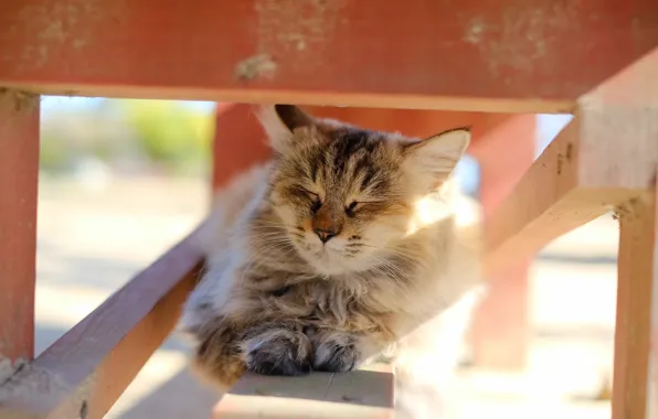Cat, light, background